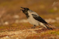 Vrana seda - Corvus cornix - Hooded Crow4955